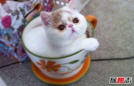 世界上最小的猫种，是新加坡猫不是茶杯猫(仅四个苹果重)