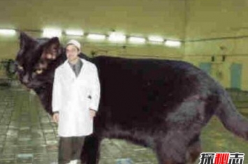 世界上最大的猫，乌克兰巨猫angie重726斤(PS所致)