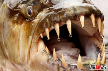 长相最恐怖的十种鱼类，个个长相丑陋可吓哭小孩（有图）