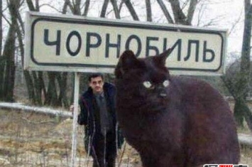 乌克兰巨猫angie，核辐射造就的世界第一巨猫(PS作品)