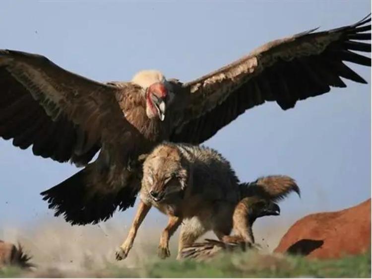 阿根廷巨鹰捕食狮子,最大的鹰敢斗狮子吗