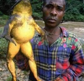 世界上最长的青蛙：伸长腿可达1米(光眼睛就2.5厘米)