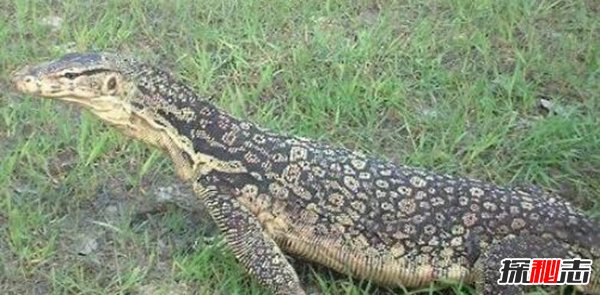 中国最大的蜥蜴：水巨蜥,最长3米,体重30公斤（温和干净）