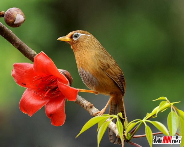 中国十大珍惜鸟类，第1端庄美腻第5中国独有（不超千只）