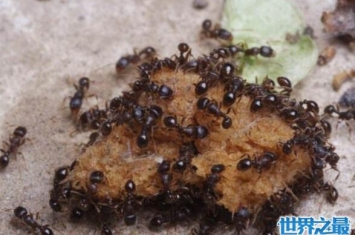 家里的蚂蚁怕什么，教你几招让蚂蚁立刻消失
