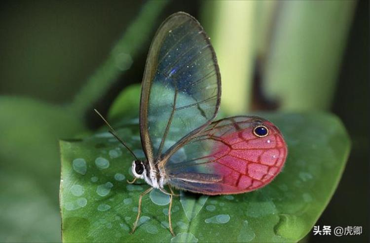 世界上最贵的蝴蝶标本是什么,世界八大名贵蝴蝶