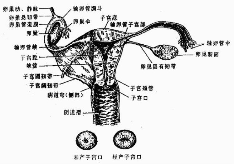 人体解剖学女性生殖系统试题及答案,女性生理与解剖