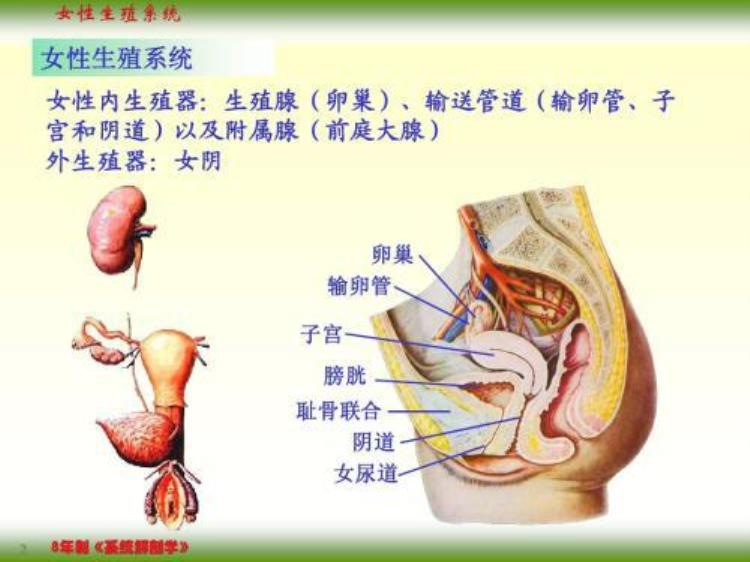 人体解剖学女性生殖系统试题及答案,女性生理与解剖