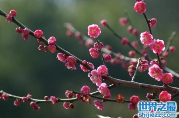中国的国花是什么花，梅花与牡丹共争国花之位