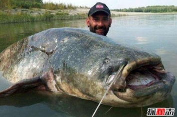 世界上最凶猛的淡水鱼，亚马逊鲇鱼体长3米能吞人(视频)