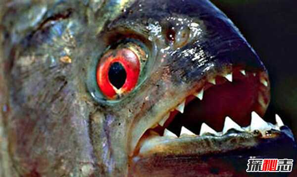 世界上10大长得最诡异的鱼 第十寿命长达150年(电流极强)