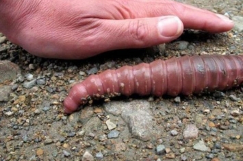 世界上最大的蚯蚓身长可达一米,世界上最大的蚯蚓到底有多大