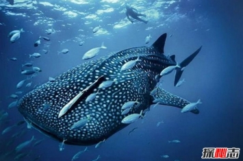 世界上最大的鱼 最长可达20米专吃浮游生物