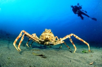 世界上体型最大的螃蟹,世界上最大的螃蟹能长到多大