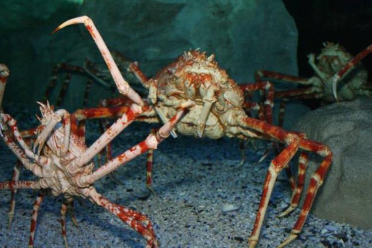 世界上体型最大的螃蟹,世界上最大的螃蟹能长到多大