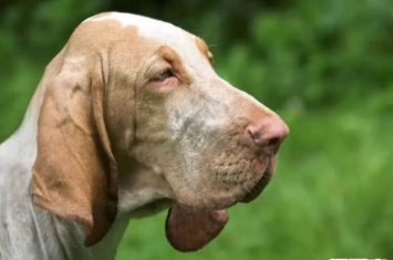 什么狗嗅觉能力最好?世界上嗅觉最灵敏的十种狗