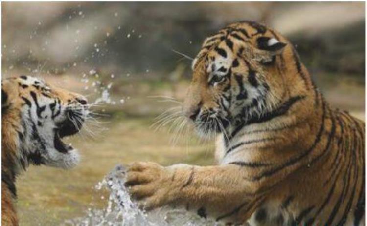 世界上最大的老虎和最大的狮子,世界上最大的老虎多少公斤