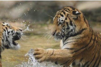 世界上最大的老虎和最大的狮子,世界上最大的老虎多少公斤