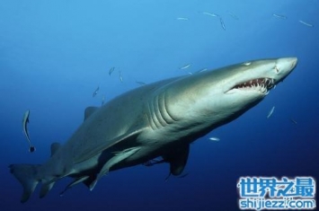 虎头鲨到底是什么？ 如何养殖虎头鲸