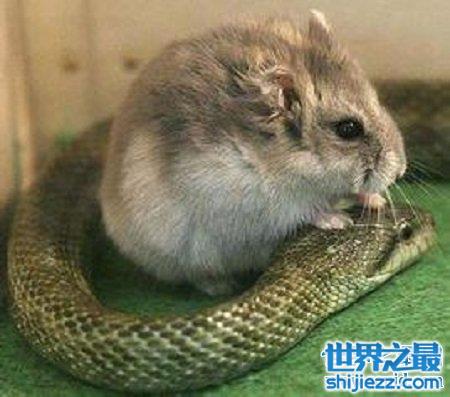 专门以蛇为食的食蛇鼠，书中记载其尿液竟然可以解蛇毒
