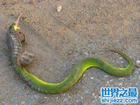 专门以蛇为食的食蛇鼠，书中记载其尿液竟然可以解蛇毒