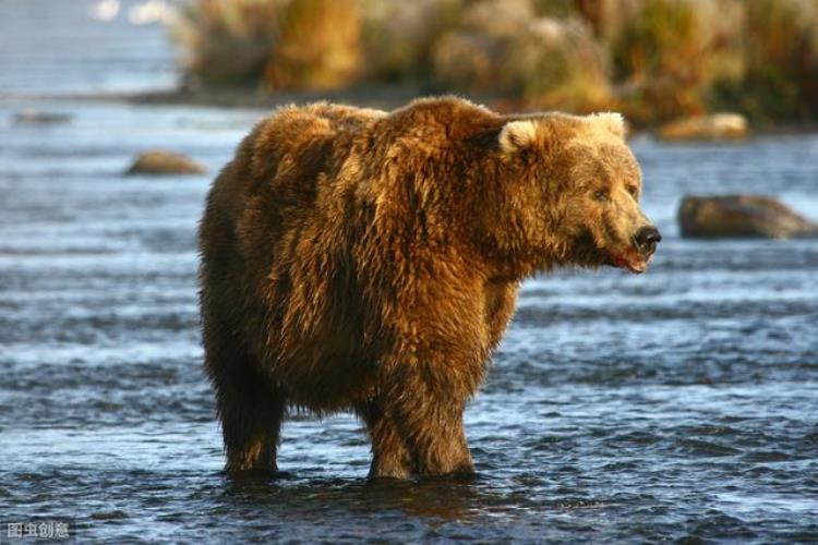 科迪亚克岛棕熊最大个体,科迪亚克棕熊最大的纪录