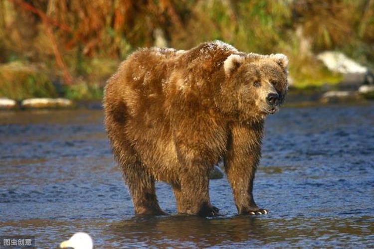 科迪亚克岛棕熊最大个体,科迪亚克棕熊最大的纪录
