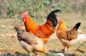 世界上有四米高的鸡「能长7斤左右的鸡好吃吗」