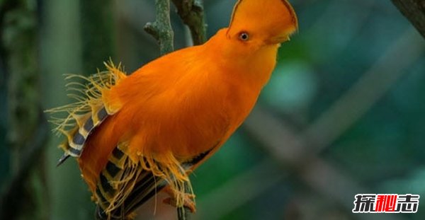 世界上最奇异的十种鸟类 第七能活90岁,第一只吃树叶为生