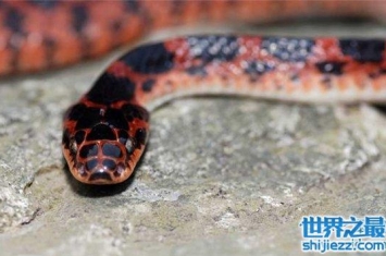 赤练蛇是什么蛇，据说浑身筒体还有剧毒