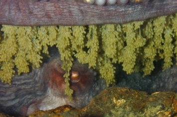 太平洋巨人章鱼,太平洋巨型章鱼长什么样子啊