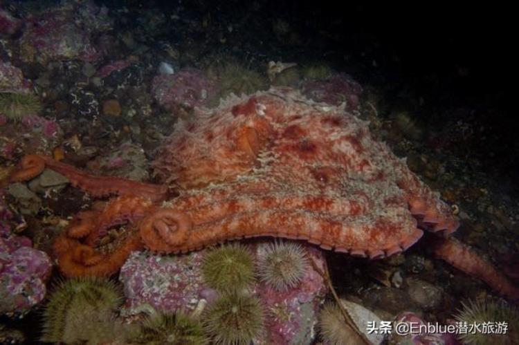 太平洋巨人章鱼,太平洋巨型章鱼长什么样子啊