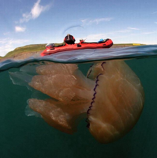 世界上身体最长的动物 北极霞水母伞帽直径超2米长度74米