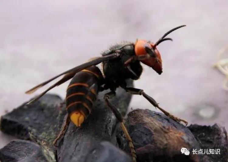 世界上体型最大的蜜蜂身长长达4公分之一,体型最大的蜜蜂是什么