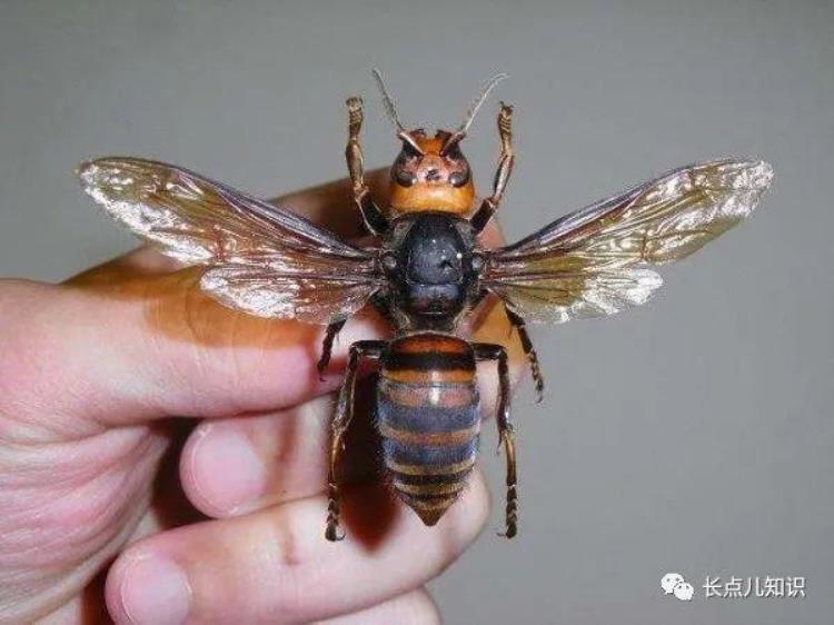 世界上体型最大的蜜蜂身长长达4公分之一,体型最大的蜜蜂是什么