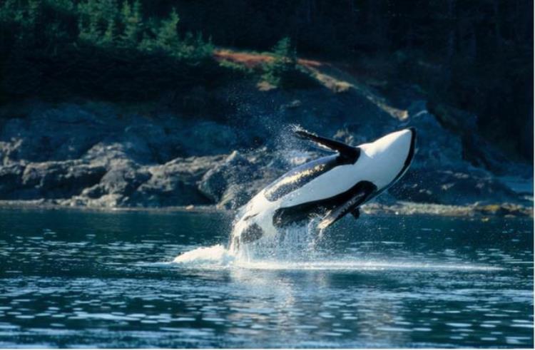 虎鲸被圈养42年后开始自残,为什么虎鲸很凶猛