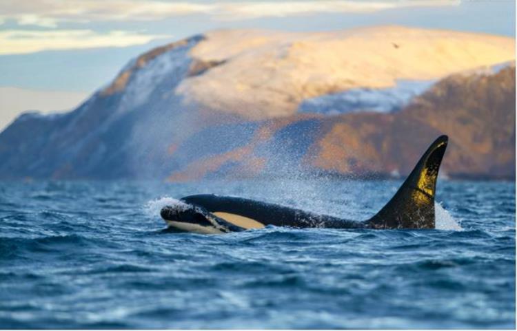 虎鲸被圈养42年后开始自残,为什么虎鲸很凶猛