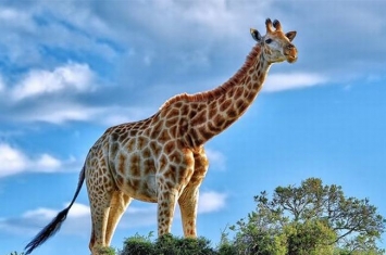 现存最高的陆地哺乳动物：长劲鹿，脖子占一半(最高达8米)