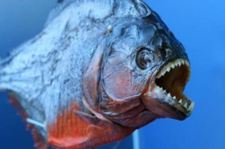世界上牙最尖的鱼,史前最吓人的鱼