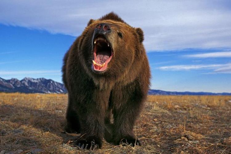 熊的力量究竟有多大,熊战斗力到底有多强