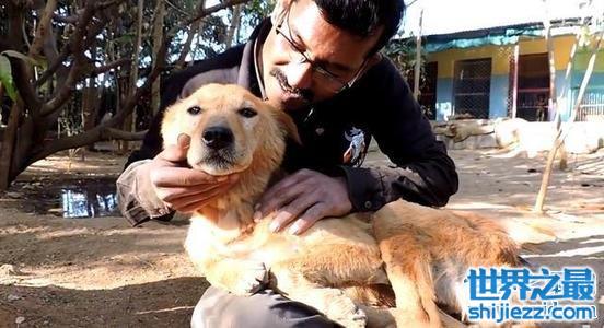 世界上最牛的流浪狗，救过很多人的性命。