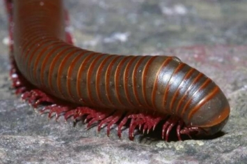 世界上腿最多的动物，千足虫有750条腿（身长只有3厘米）