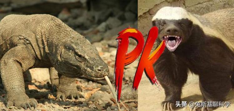 蜜獾与科莫多巨蜥哪个厉害,蜜獾和科莫多龙的对决