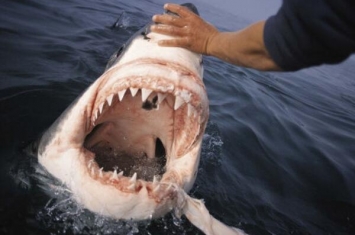 世界上牙齿最硬的动物，鲨鱼（咬食压力达18吨/10年换2万牙齿）