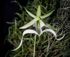 世界上最高贵神秘的花，来自的古巴幽灵兰花(看一眼让人肝肠寸断) ...