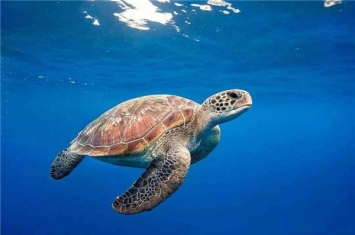 世界最长寿的动物之海龟 海龟最长能活多少年
