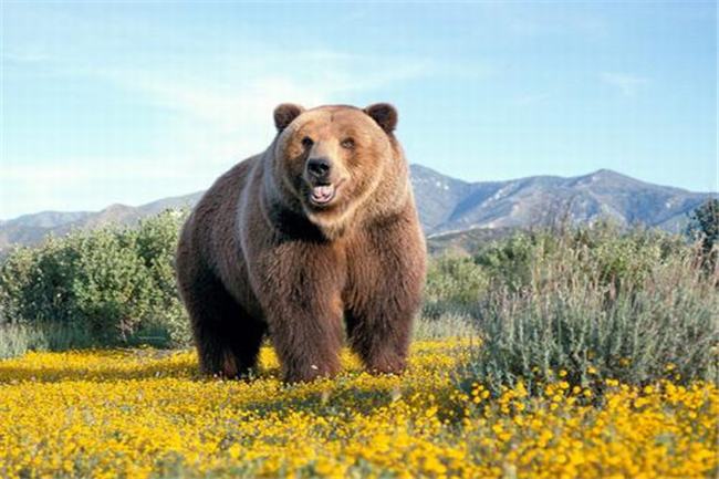 世界上最凶的熊是什么熊 生活在柯迪亚克岛上的棕熊