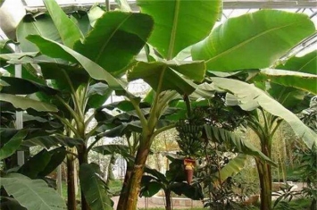 世界上最长的一串香蕉是什么 千层蕉（长度超1.5米）
