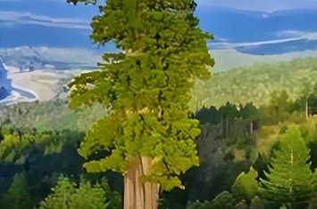 世界上最高的树什么树?,世界上最高大的树叫什么名字