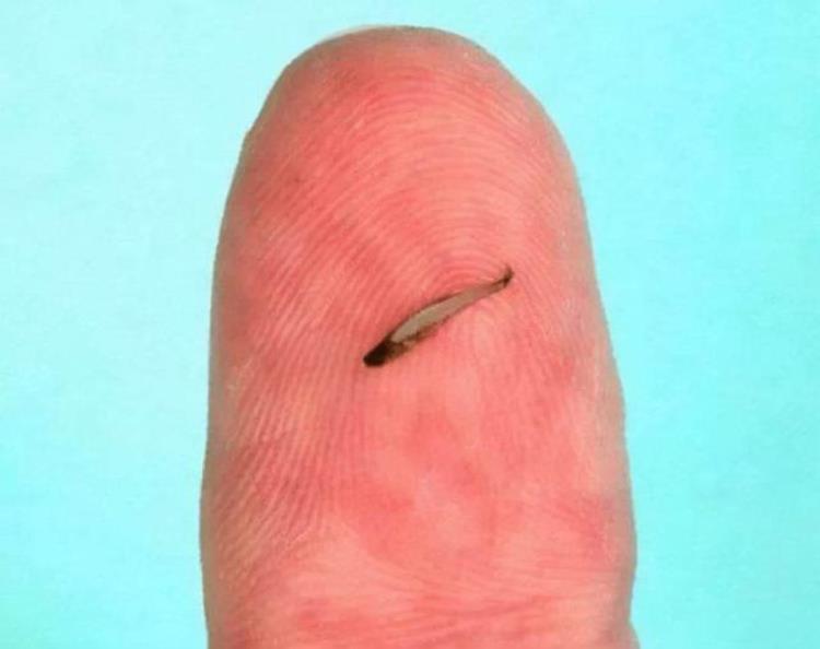世界上最小的鱼胖婴鱼体长仅7毫米吗,世界上最小的鱼体重几克